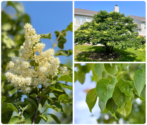 Japanese Tree Lilac Trees